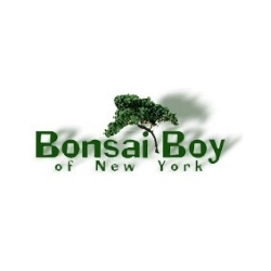 Bonsai Boy of New York